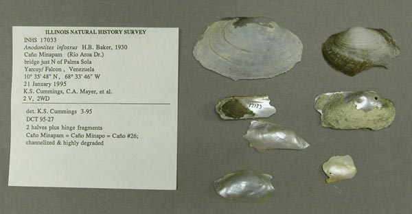 specimen