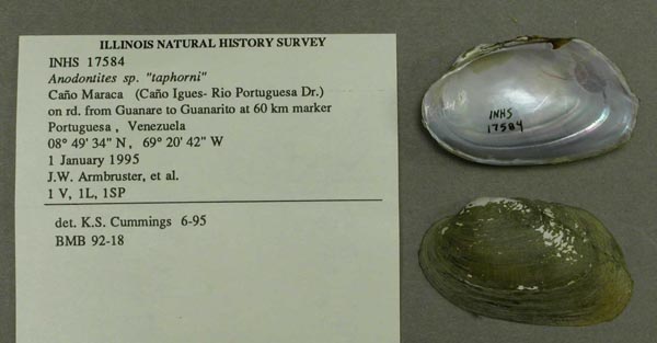 specimen