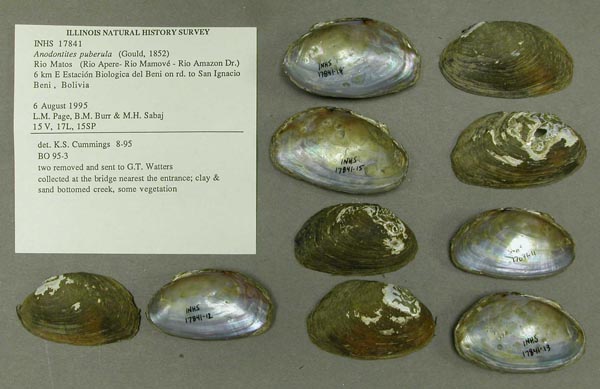 specimen