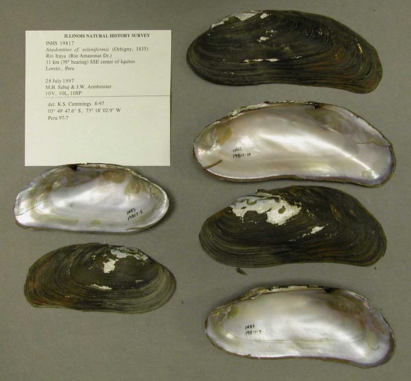 specimen