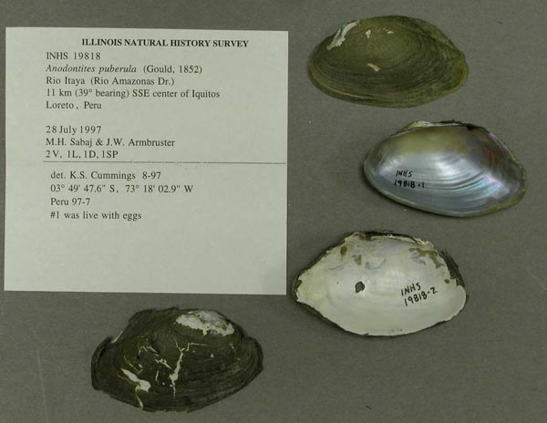 specimen