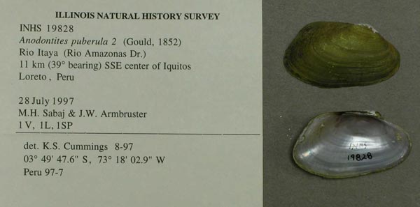 specimen