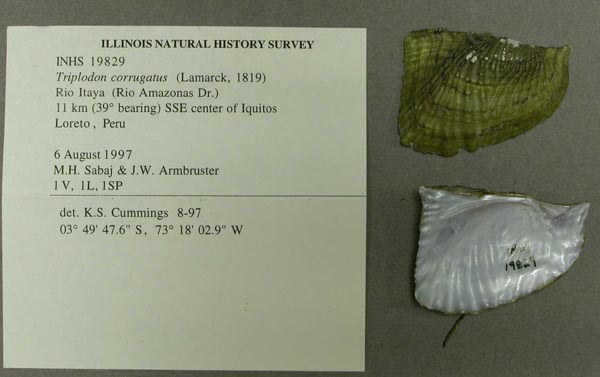 specimen