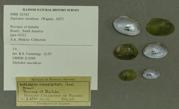 specimen