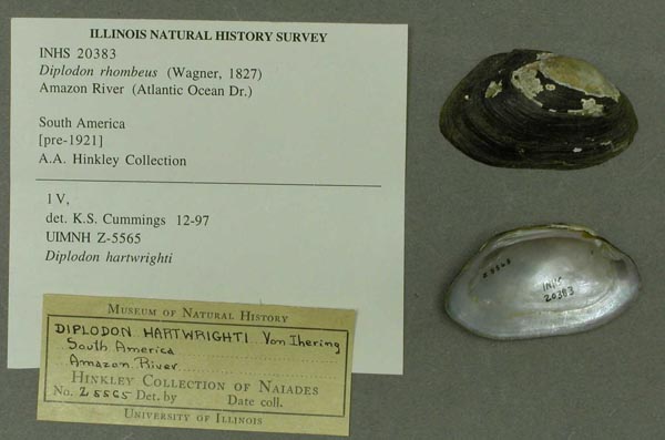 specimen
