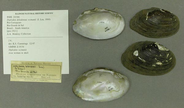 specimen