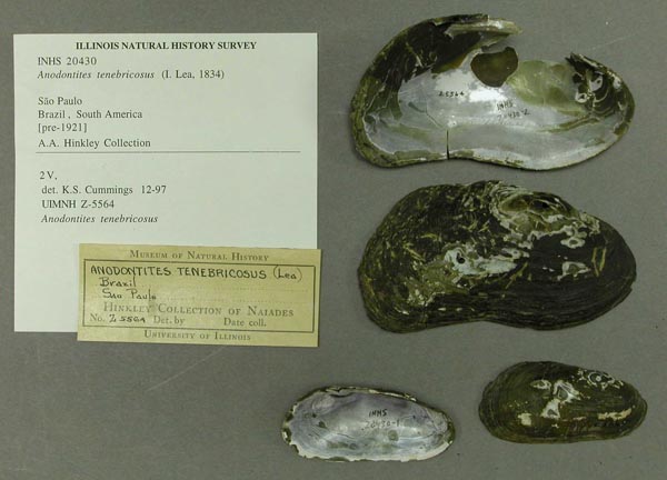 specimen