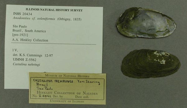 specimen