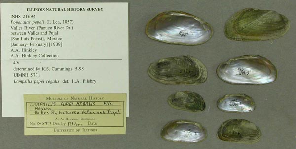 specimen