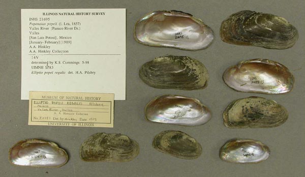 specimen