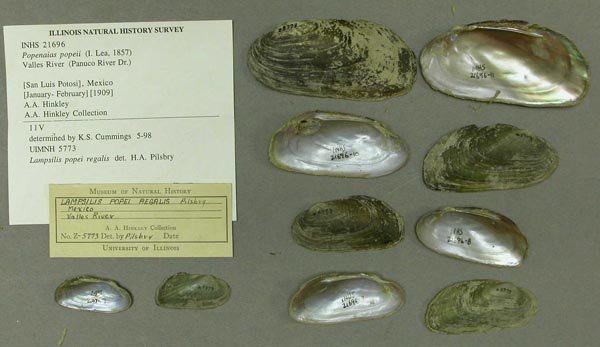 specimen
