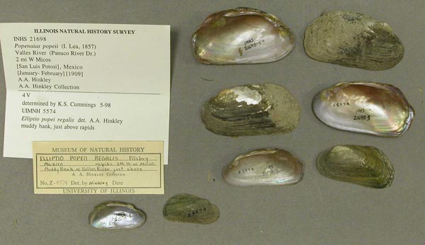 specimen