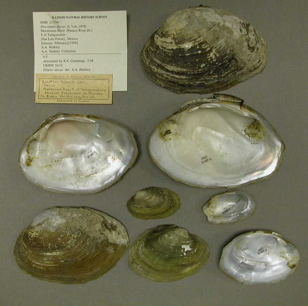 specimen