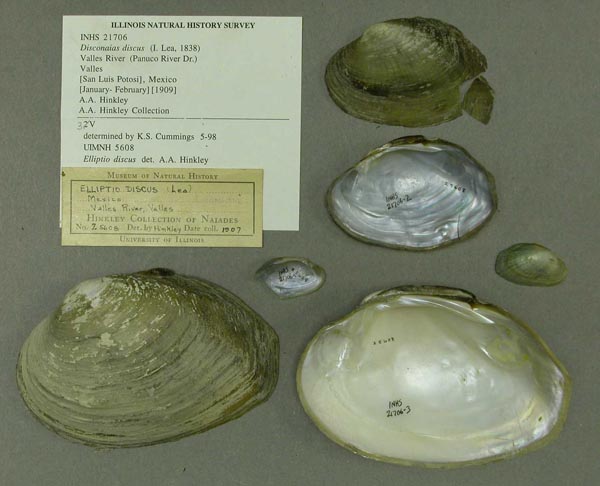 specimen