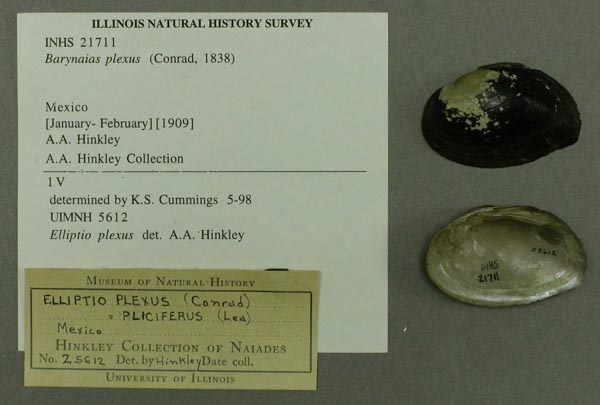 specimen