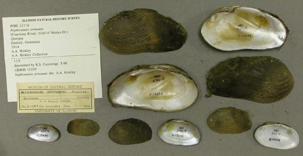 specimen