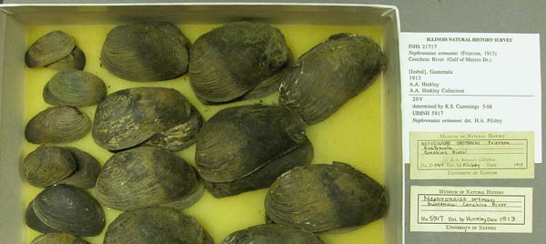 specimen
