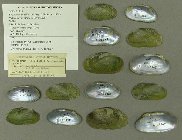 specimen