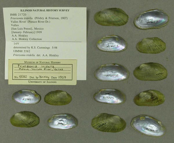 specimen