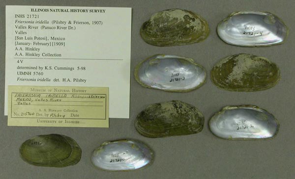 specimen