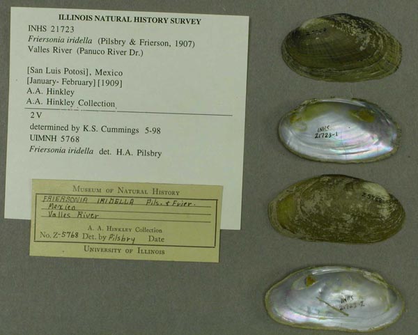 specimen