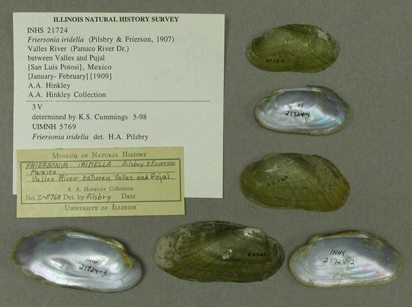 specimen