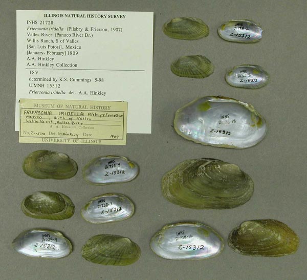 specimen