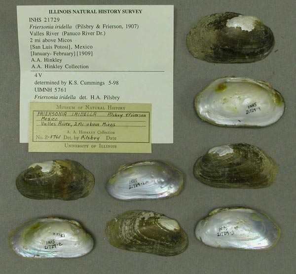 specimen