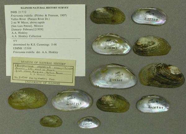 specimen