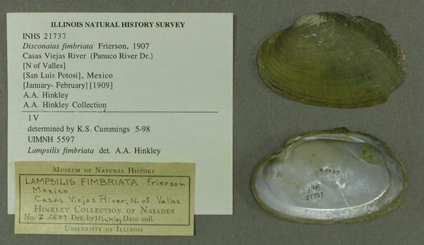 specimen