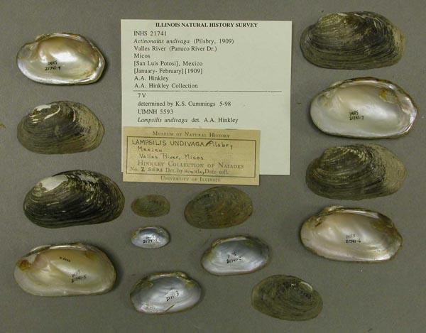 specimen