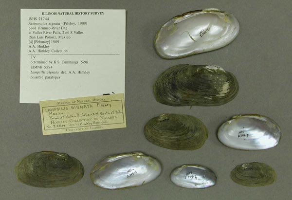 specimen
