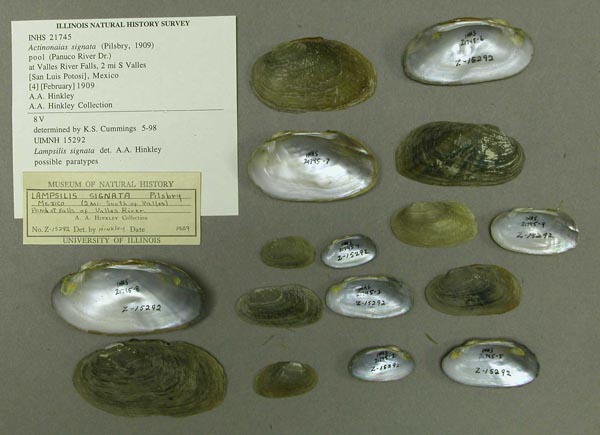 specimen
