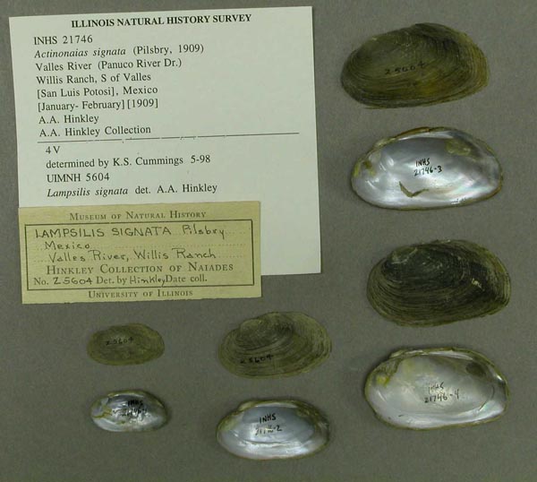 specimen