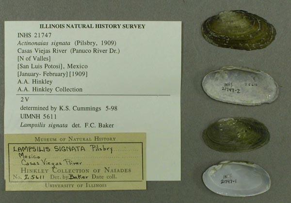 specimen