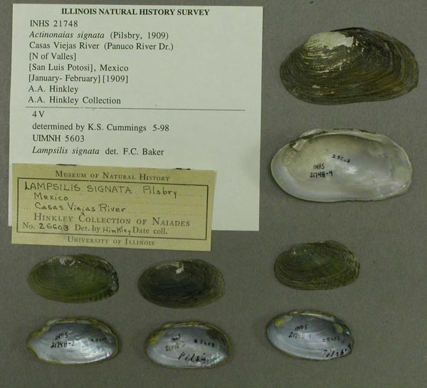 specimen