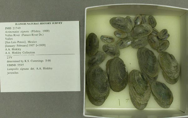 specimen