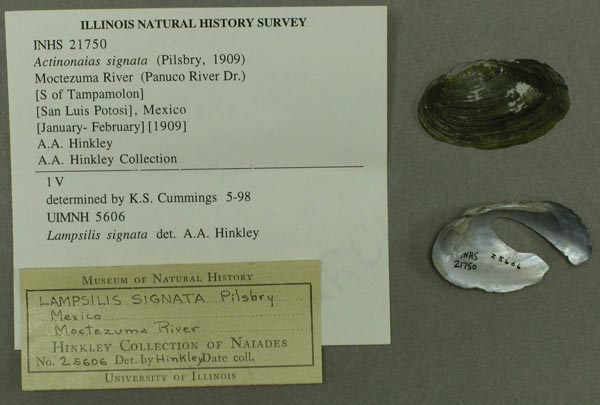 specimen
