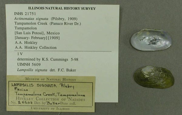 specimen