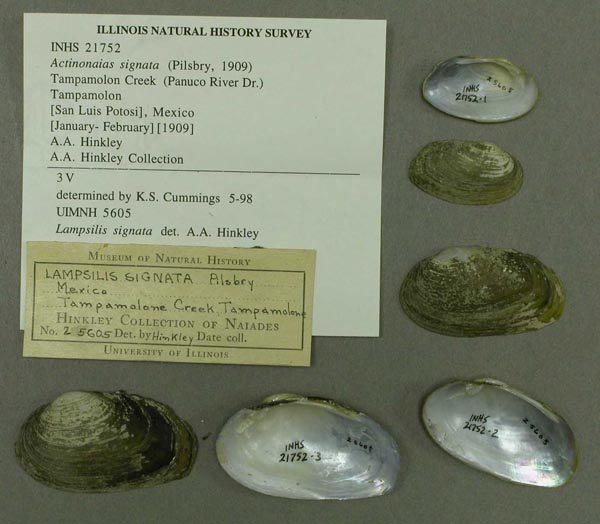 specimen