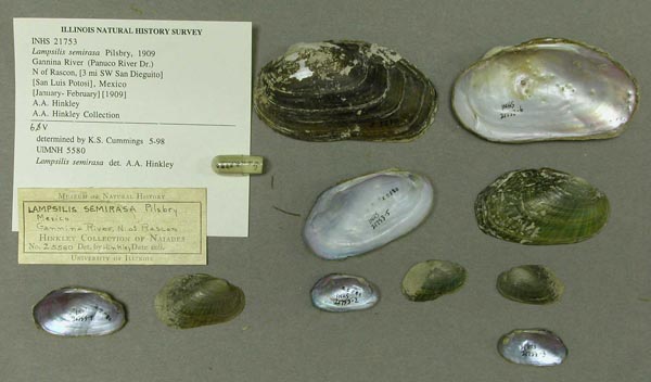 specimen
