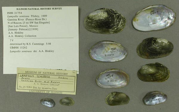 specimen