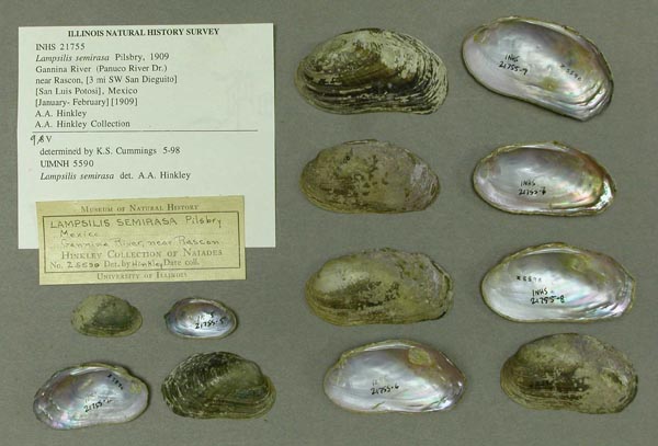 specimen