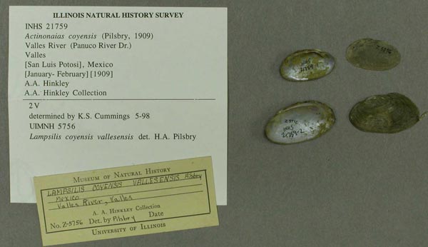 specimen