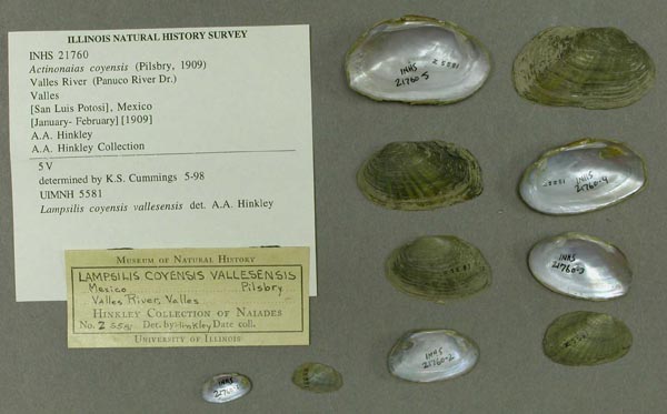 specimen