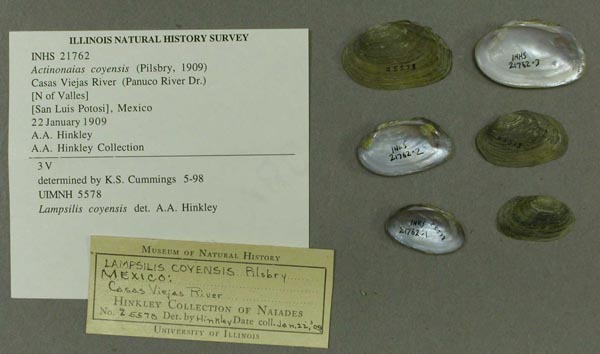 specimen