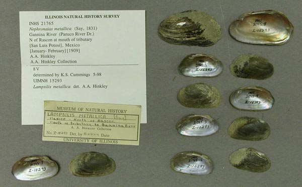 specimen