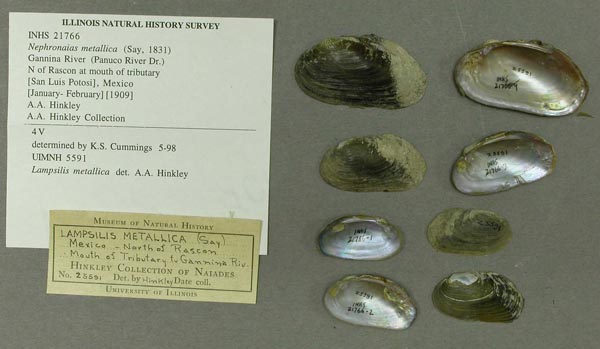 specimen