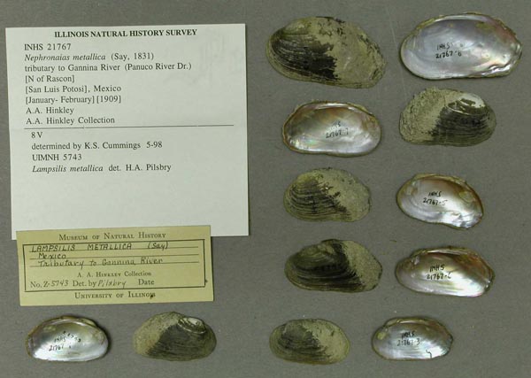 specimen