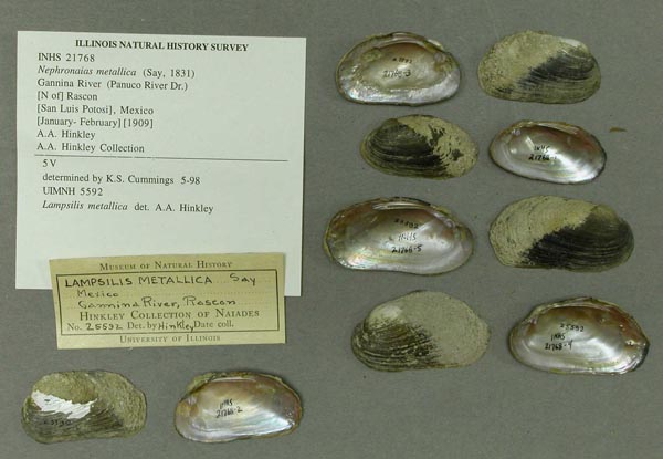 specimen